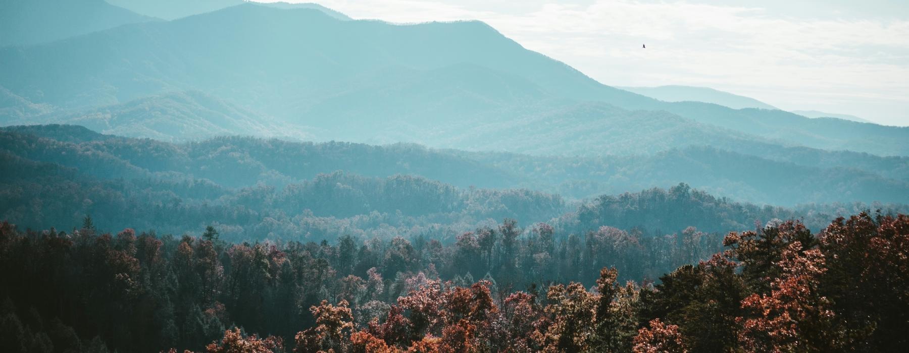 a landscape with trees and mountains in the background